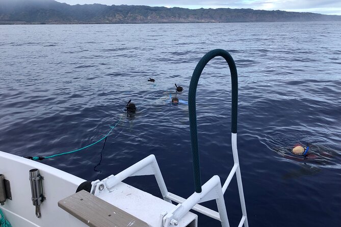 Oahu Shark Dive Educational Tour (No cage) - What the snorkeling gear experience feels like in real life