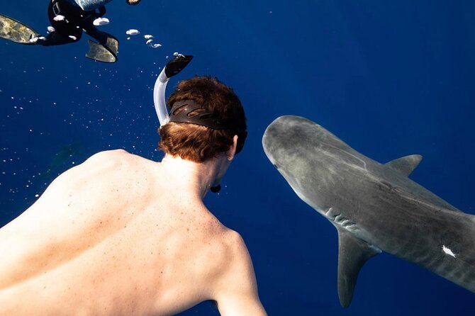 Oahu Shark Dive Educational Tour (No cage) - Who this is best for (and when you should choose another day)