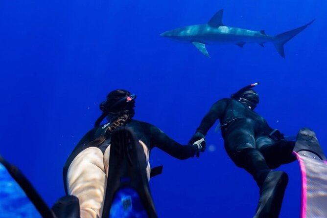 Oahu Shark Dive Educational Tour (No cage) - The open-ocean swim plan: species, safety, and how to stay calm