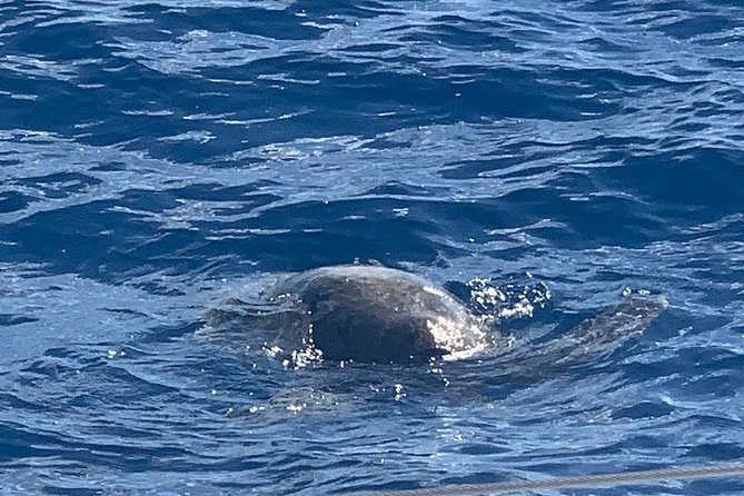 Oahu Small Group Snorkel Tour with Yacht Cruise - Who this tour fits best (and who might want a different one)