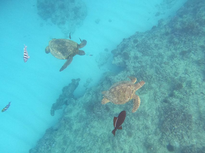 Oahu Snorkeling with Turtles, Water Scooter, Paddleboard - Snorkeling with Hawaiian green sea turtles: gear, fit, and staying comfortable