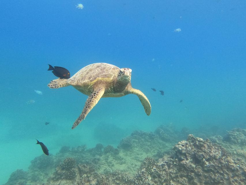 Oahu Snorkeling with Turtles, Water Scooter, Paddleboard - Paddleboarding in open waters: what’s included and what to check