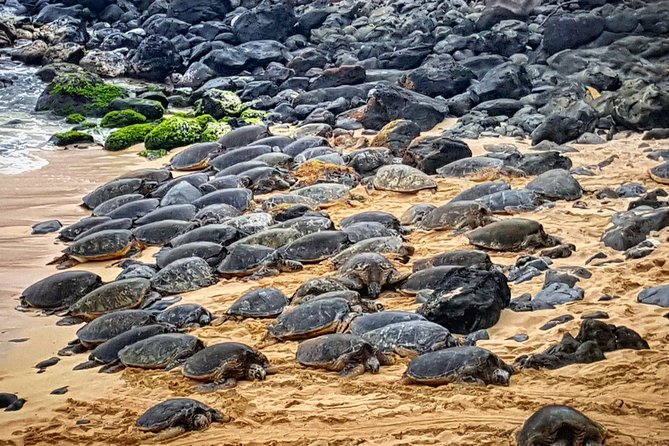 Oahu to Maui 1 Day Trip : Road to Hana Day Trip from Oahu with Air Ticket - Road to Hana by Roofed Tour Bus: Waterfalls, Turtles, and Wind