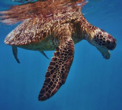 Oahu: Turtle Canyon Snorkeling Boat Tour - Pier B and the quick start: getting on the boat without fuss