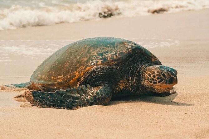 Oahu Unveiled: Tailored Luxury Private Island Tour - Morning pickup, start time, and how the day flows