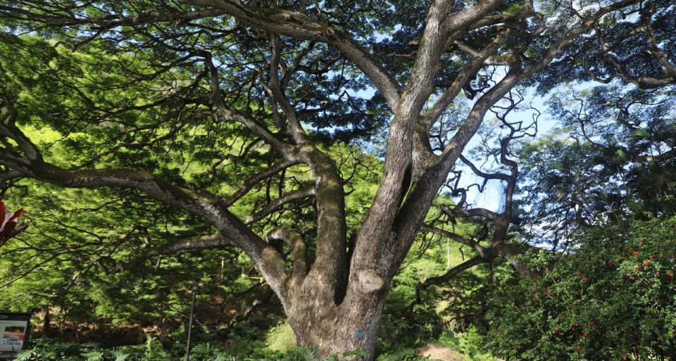 Oahu: Valley of Waimea Falls Swim & Hike with Lunch & Dole - Who This Tour Fits Best (And Who Should Skip It)