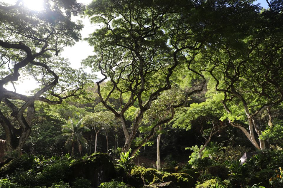 Oahu: Valley of Waimea Falls Swim & Hike with Lunch & Dole - Botanical Gardens and Hawaiian Culture: How the Day Stays Meaningful