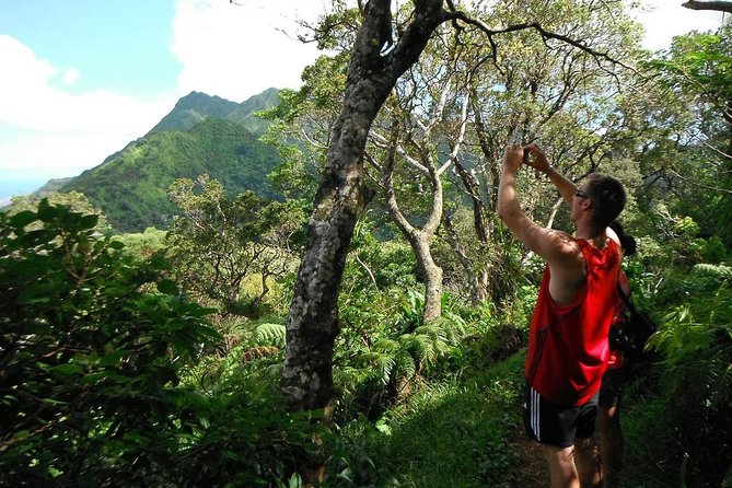 Oahu Volcanic Rainforest Hiking Adventure - Where this Oahu rainforest hike really shines