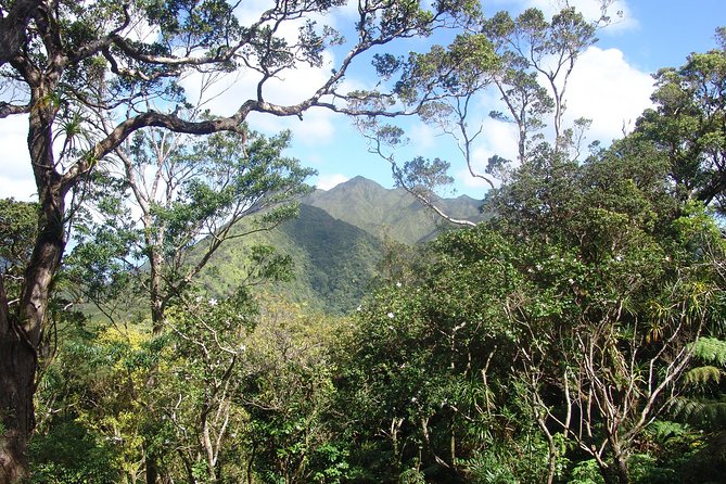 Oahu Volcanic Rainforest Hiking Adventure - 9:00 am pickup and a half-day rhythm in Waikiki