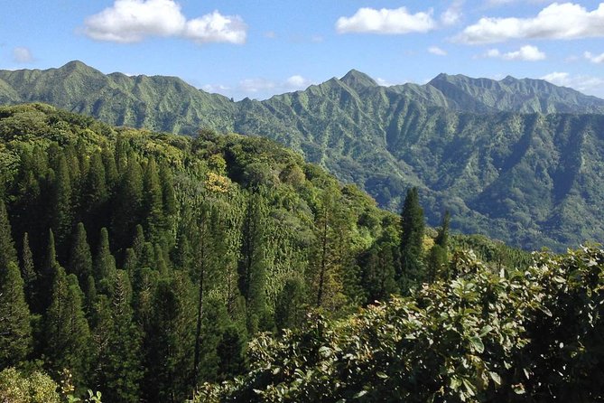 Oahu Volcanic Rainforest Hiking Adventure - Ancient stone, sacred valleys, and the guide who turns plants into stories