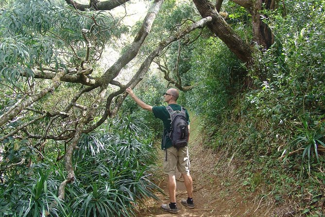 Oahu Volcanic Rainforest Hiking Adventure - Small group size: why 15 travelers can feel like a private hike