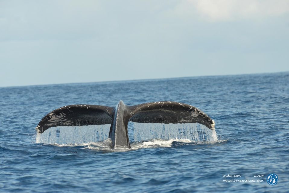 Oahu: Waikiki BYOB Sunset Cruise - What you might see: turtles, dolphins, whales, and Diamond Head