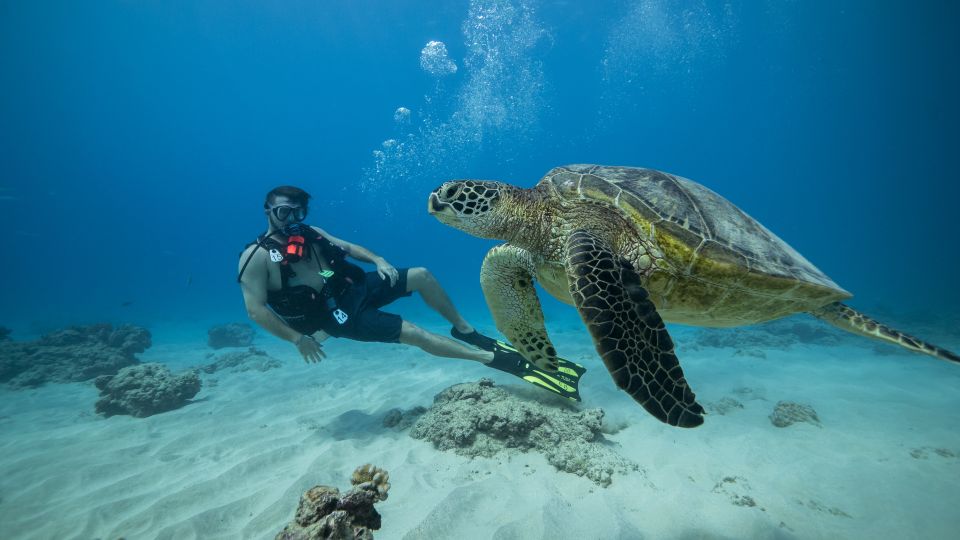 Oahu: Waikiki Discovery Scuba Diving for Beginners - Waikiki Reef Time in 3 Hours: What the Day Actually Includes