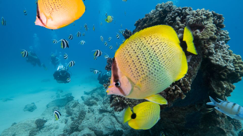 Oahu: Waikiki Discovery Scuba Diving for Beginners - Premier Scuba Gear and Skills Practice (Without the Guesswork)