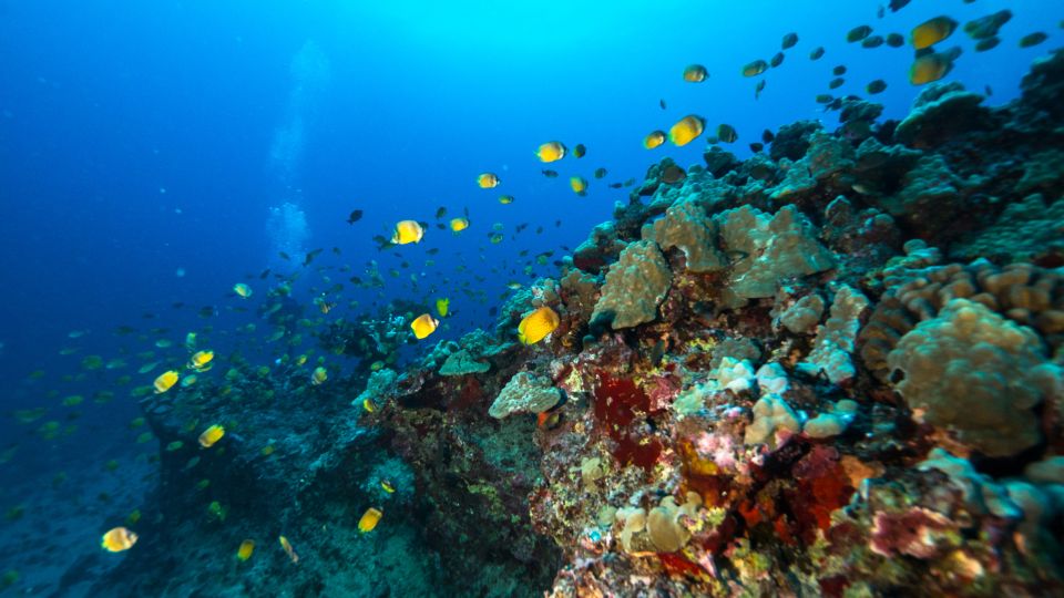 Oahu: Waikiki Discovery Scuba Diving for Beginners - Boat Ride Comfort: Snacks, Shade, Restroom, and Surface Animal Spotting