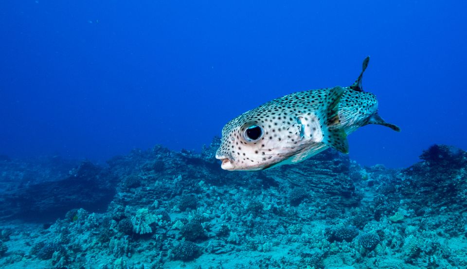 Oahu: Waikiki Discovery Scuba Diving for Beginners - Practical Tips That Make the Experience Easier