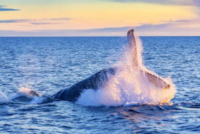 Oahu: Waikiki Eco-Friendly Afternoon Whale Watching Trip - Diamond Head Views and a Real Ocean Ride from the Catamaran