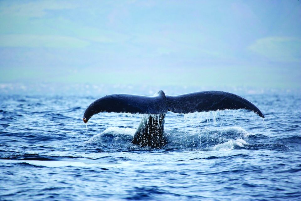 Oahu: Waikiki Eco-Friendly Afternoon Whale Watching Trip - Itinerary Flow: What You’ll Do During the 90 Minutes