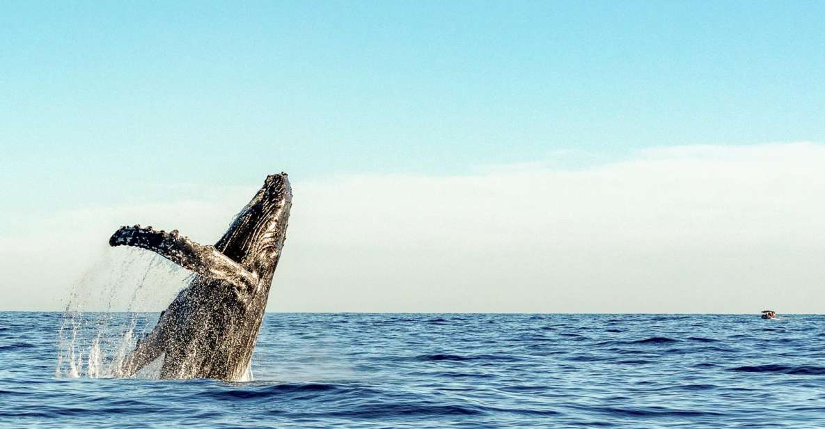 Oahu: Waikiki Eco-Friendly Afternoon Whale Watching Trip - Price and Value: Why $89 Can Feel Fair Here