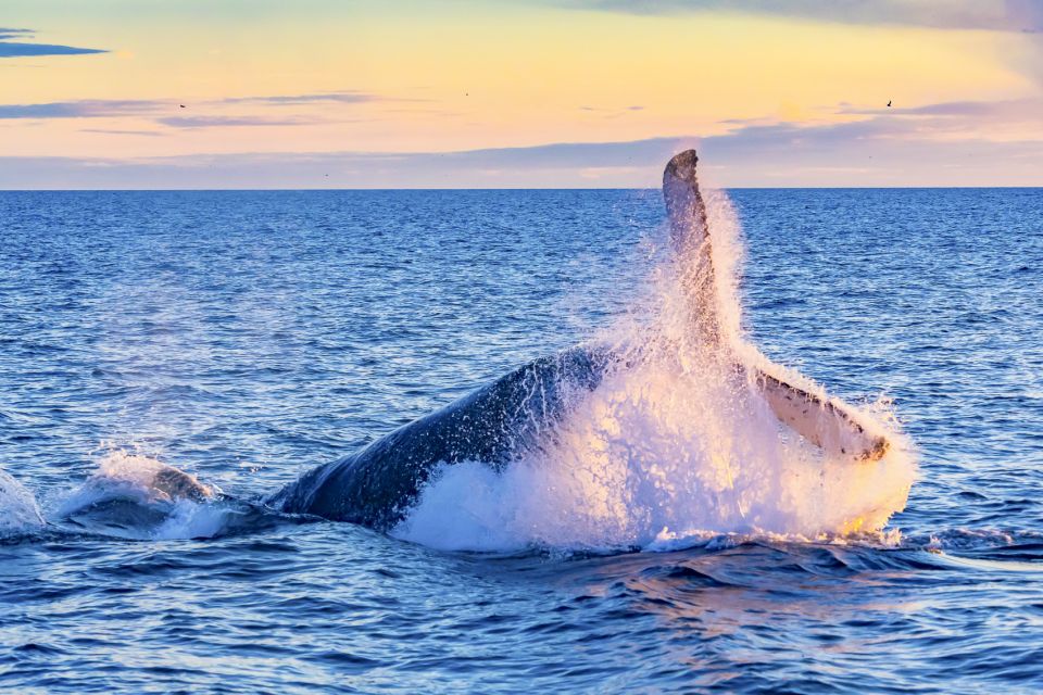 Oahu: Waikiki Eco-Friendly Afternoon Whale Watching Trip - Diamond Head Views and a Real Ocean Ride from the Catamaran
