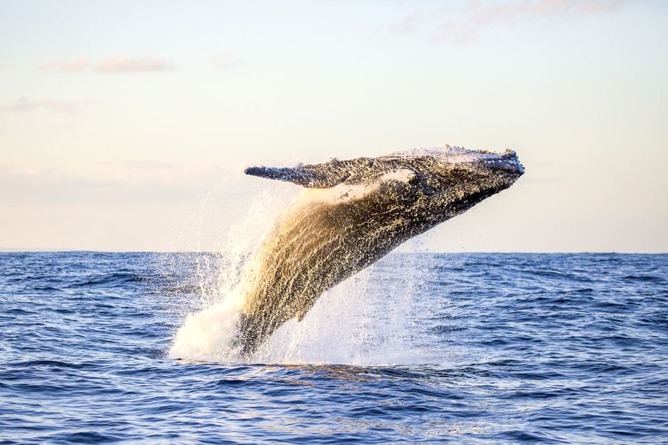 Oahu: Waikiki Eco-Friendly Morning Whale Watching Cruise - A 2-Hour Catamaran Whale Hunt That Starts in Kewalo Basin
