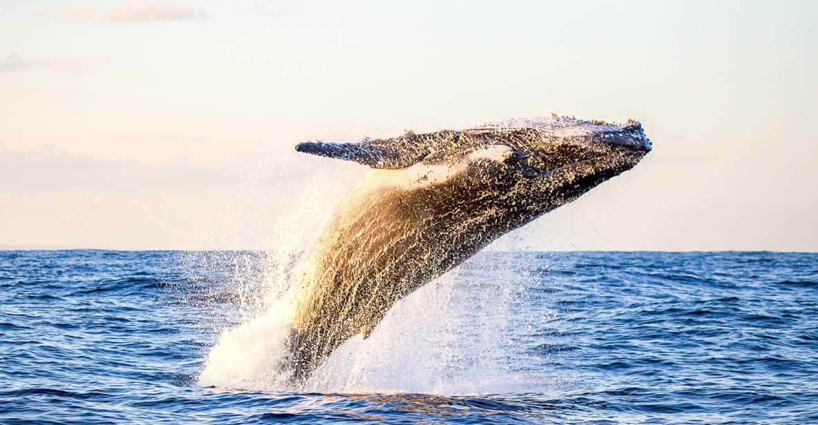 Oahu: Waikiki Eco-Friendly Morning Whale Watching Cruise - The Whale-Sighting Guarantee: What It Really Buys You