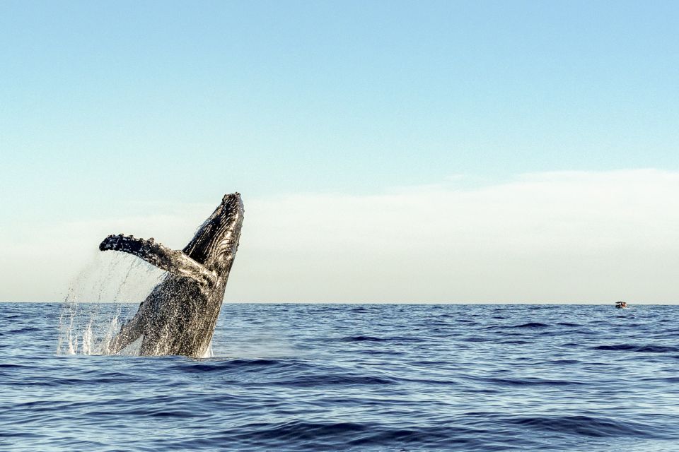 Oahu: Waikiki Eco-Friendly Morning Whale Watching Cruise - Onboard Comfort: Open-Air Breezes and Shaded Spots