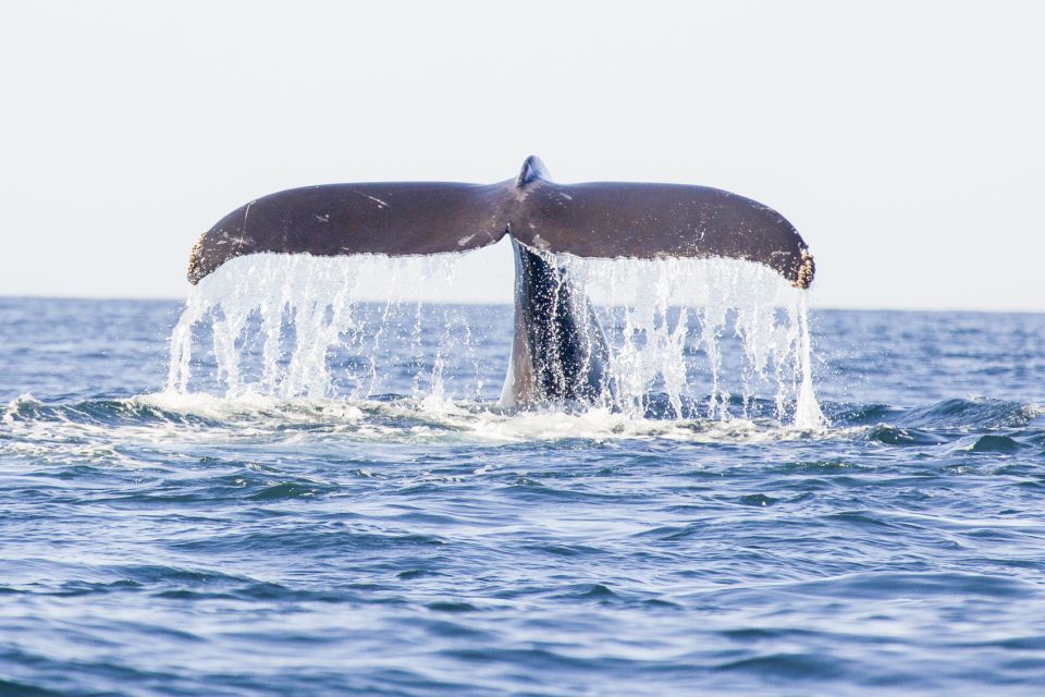 Oahu: Waikiki Eco-Friendly Morning Whale Watching Cruise - How the Crew Helps You See More Than Just Spouts