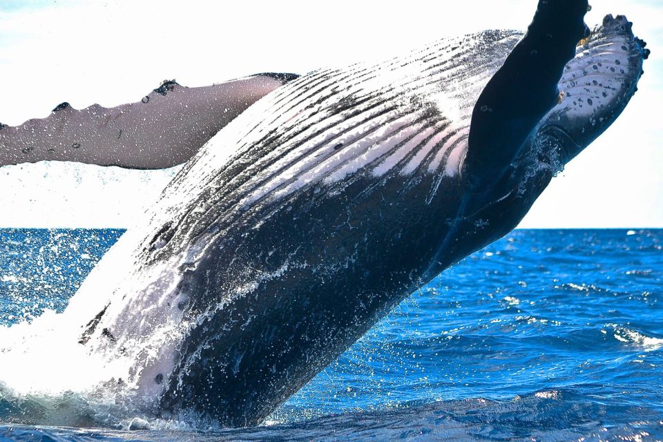 Oahu: Waikiki Eco-Friendly Morning Whale Watching Cruise - Who Should Book This Waikiki Whale Watching Cruise
