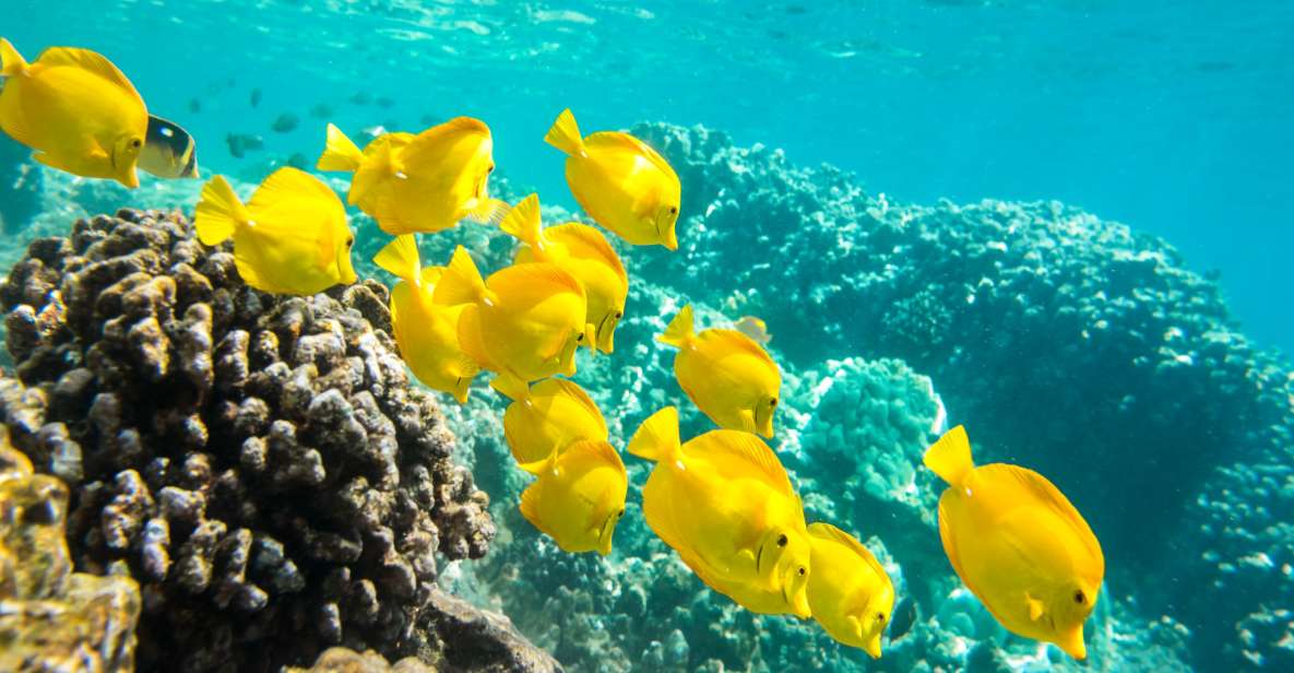 Oahu: Waikiki Snorkel and Sailing Trip with Lunch - First Stop: Boarding Honu Lani at Kewalo Basin Harbor