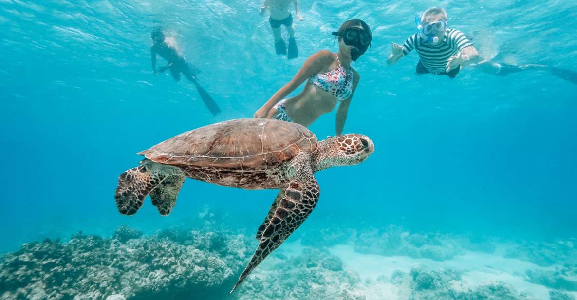 Oahu: Waikiki Turtle Snorkeling Adventure - From Waikiki to a turtle sanctuary that actually feels made for snorkeling