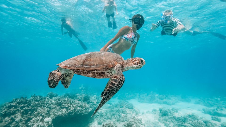 Oahu: Waikiki Turtle Snorkeling Adventure - The snorkeling itself: what you’re likely to see and how to enjoy it