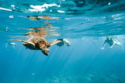 Oahu: Waikiki Turtle Snorkeling Adventure - The Island Princess catamaran ride: more than just transportation