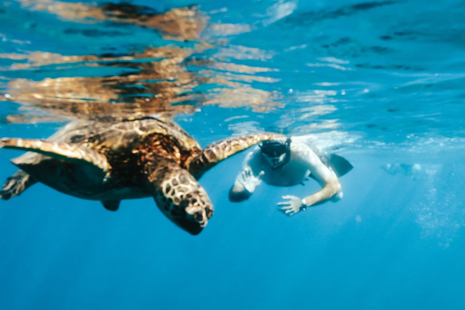 Oahu: Waikiki Turtle Snorkeling Adventure - Why the guides matter: helpful, calm, and tuned in