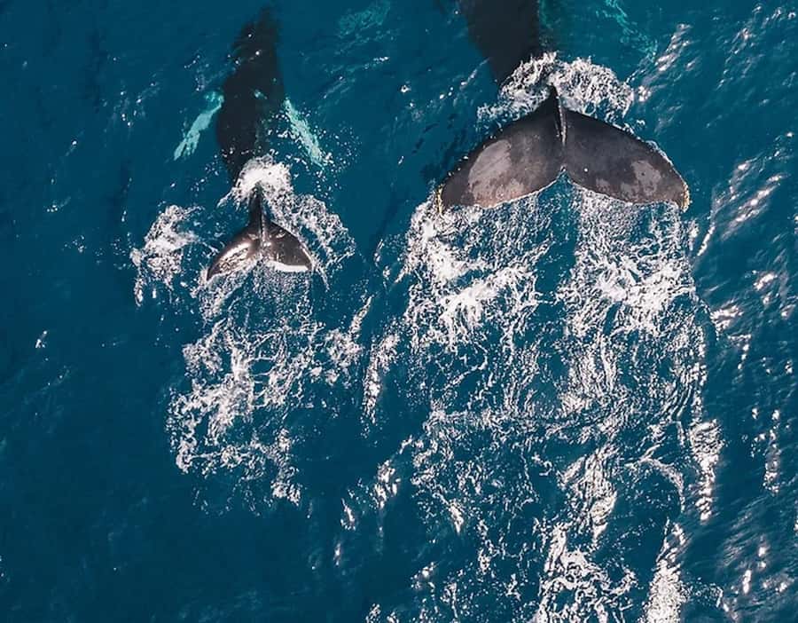 Oahu: Waikiki Whale Watch Boat Tour - Sunset sail value: why 2 hours is a sweet spot