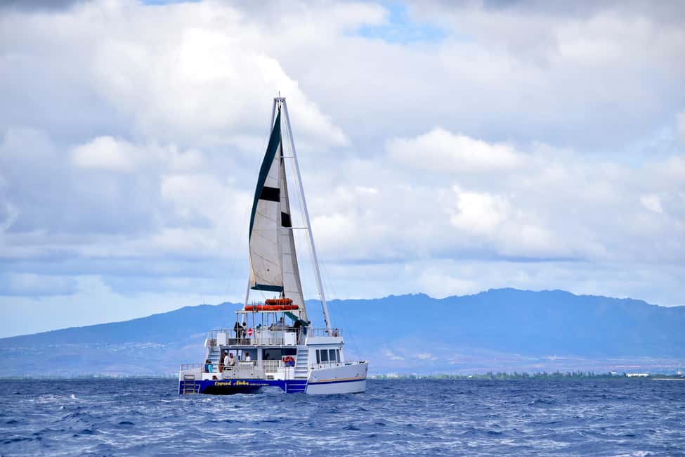 Oahu: Waikiki Whale Watching Cruise - A 2-Hour Waikiki Whale Search with Two Viewing Levels