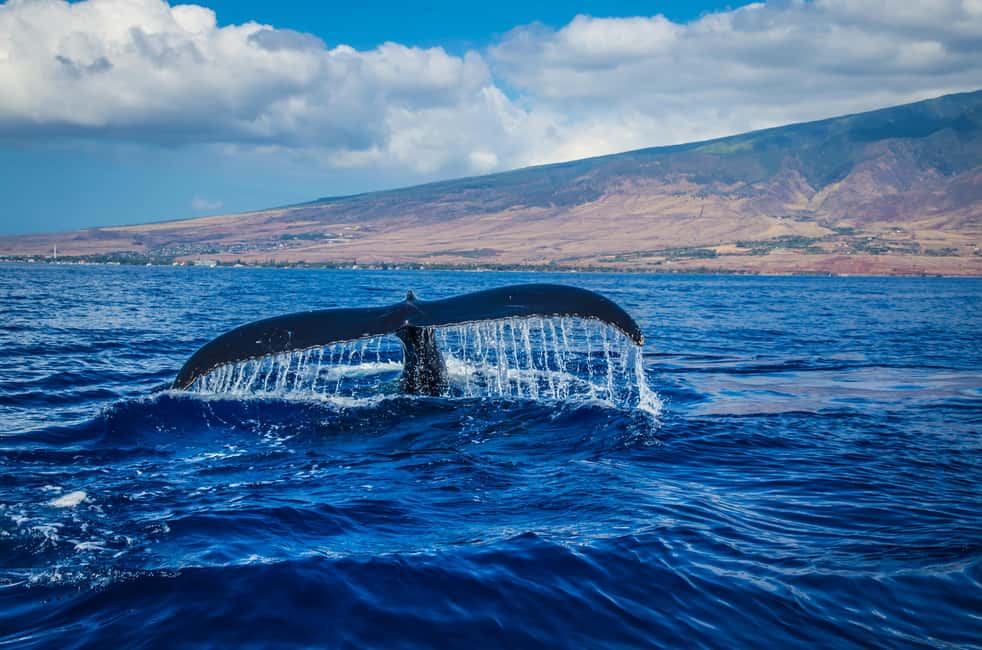 Oahu: Waikiki Whale Watching Cruise - Expert Naturalist Guidance, TV, and the Onboard Vibe