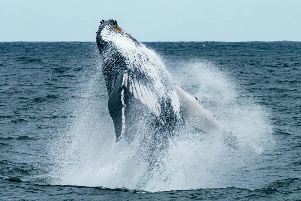 Oahu: Waikiki Whale Watching Cruise - Snacks, Drinks, Restrooms, and Comfort That Actually Matters