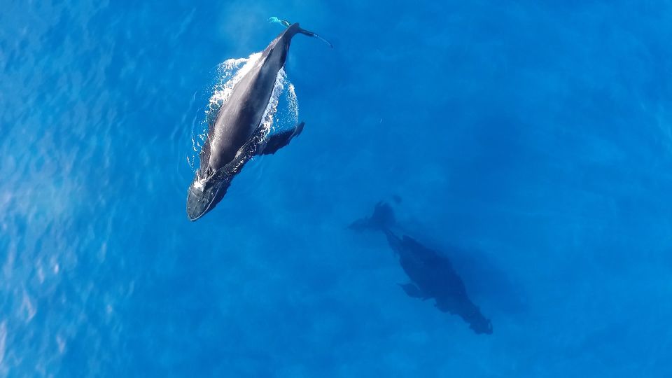 Oahu: Waikiki Whale Watching Tour-Donut and Coffee Included - Getting there: Waikiki pickup and Kewalo Basin Harbor