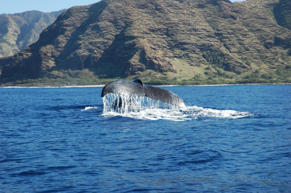 Oahu: Waikiki Whale Watching Tour-Donut and Coffee Included - Starting strong: safety briefing plus the E Ho Mai ceremony