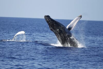 Oahu: Waikiki Whale Watching Tour-Donut and Coffee Included - The boat experience: two decks, surround sound, and a bathroom