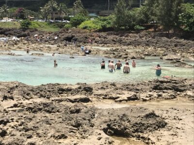 Oahu: Waimea Falls & valley & North Shore day - Getting There in Comfort: Pickup, Small Groups, and Included Gear