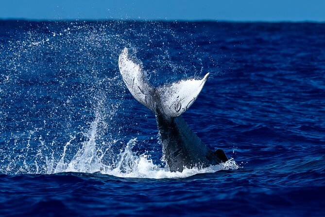 Oahu Whale Watch Tour & Waikiki Sunset Boat Tour - Key highlights before you go