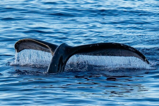 Oahu Whale Watch Tour & Waikiki Sunset Boat Tour - Humpbacks Returning From Alaska: What you’re actually looking for