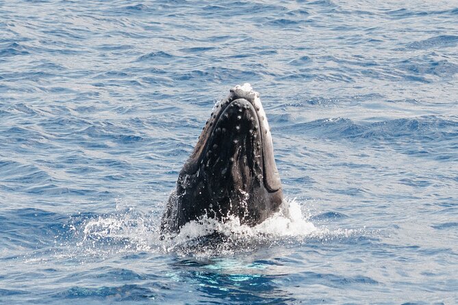 Oahu Whale Watch Tour & Waikiki Sunset Boat Tour - Onboard comfort: Drinks, food, and the no-glass rule