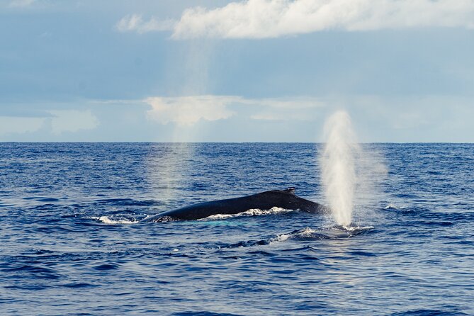 Oahu Whale Watch Tour & Waikiki Sunset Boat Tour - Weather and wind: When plans change on Oahu