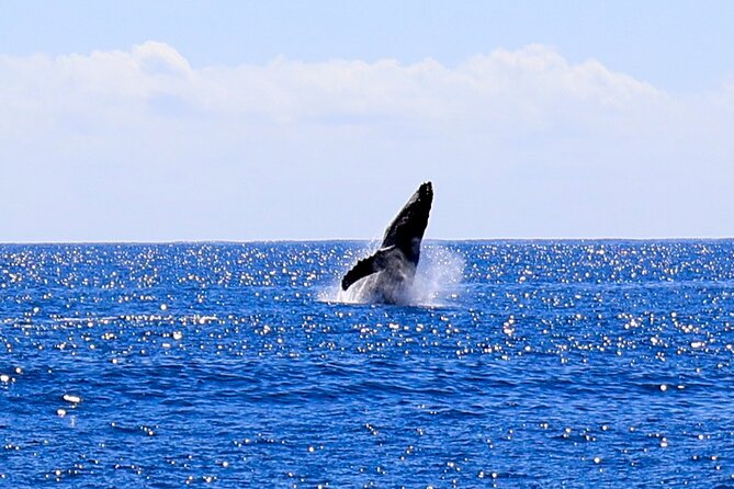 Oahu Whale Watch Tour & Waikiki Sunset Boat Tour - Price and value: Is $80 worth it for 2.5 hours?