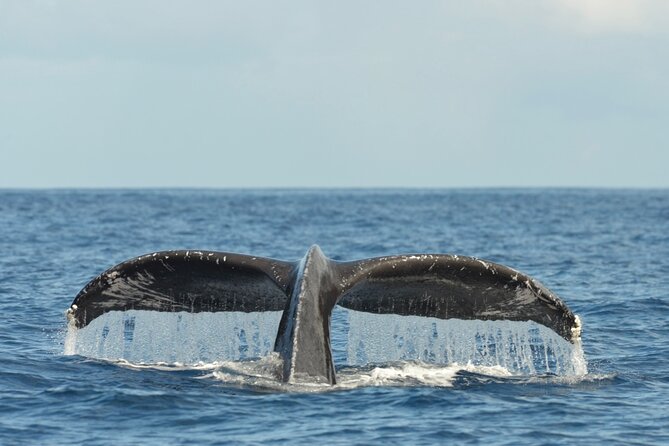 Oahu Whale Watch Tour & Waikiki Sunset Boat Tour - Who should book this whale watch and sunset tour?