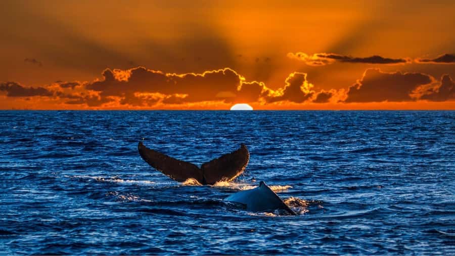Oahu: Whale Watching Cruise Whales Guaranteed - Key things I’d circle on your map