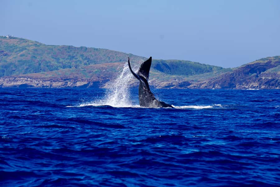 Oahu: Whale Watching Cruise Whales Guaranteed - Pier B at Kewalo Basin: getting onto the water without stress